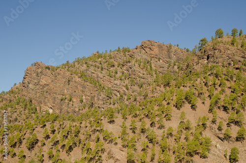 Cliff and forest of Canary Island pine Pinus canariensis. The Nublo Rural Park. Tejeda. Gran Canaria. Canary Islands. Spain.