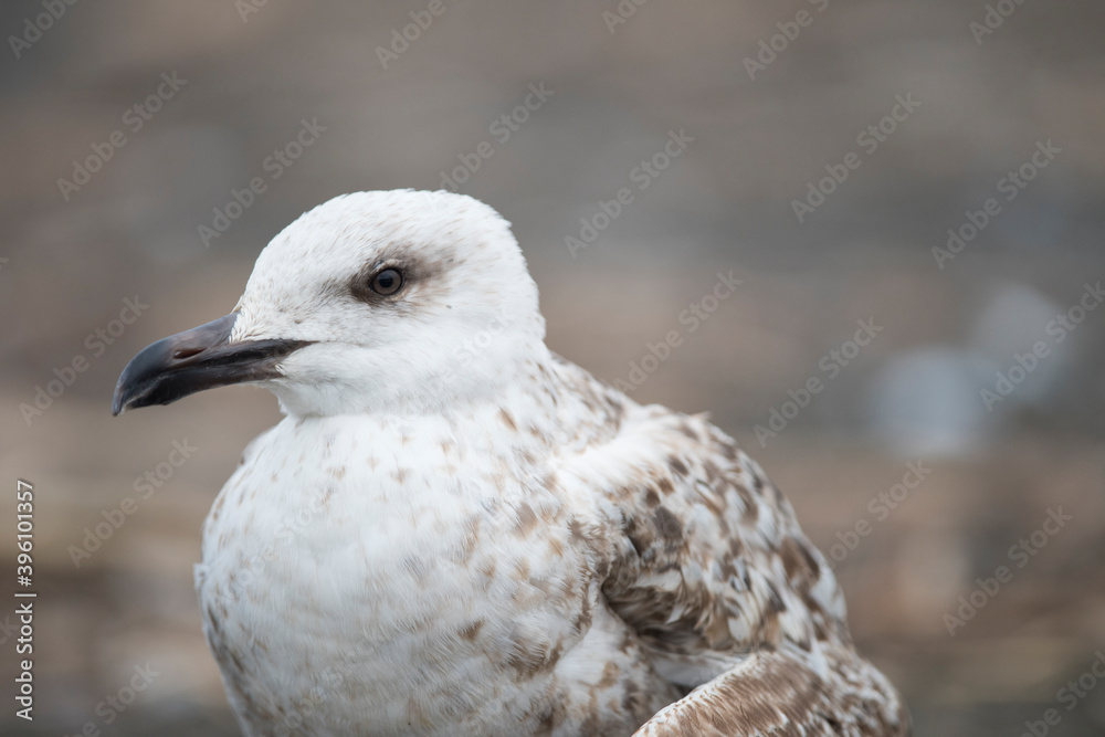 Yellow-legged gull (Larus michahellis) juvenile on a sand beach in Liguria, Italy. Yellow-legged gull (Larus michahellis) juvenile on a sand beach in Liguria, Italy.