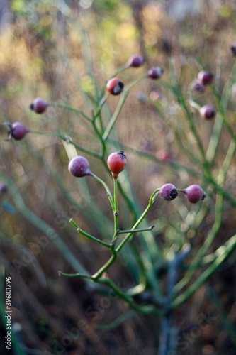 Rosehip in the forest photo