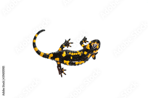 Fire salamander (Salamandra salamandra) on white background, Italy.