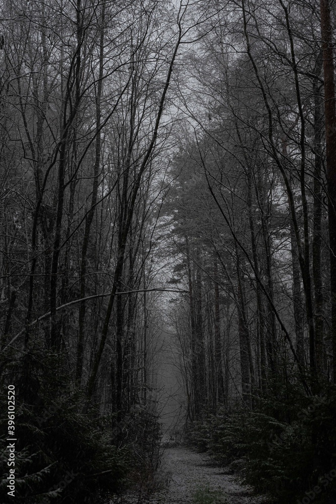 A sign in front of a forest. High quality photo. Dark mystical forest and fog A sign in front of a forest. High quality photo. Dark mystical forest and fog