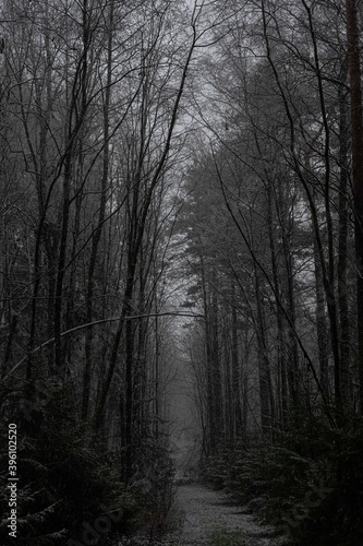 A sign in front of a forest. High quality photo. Dark mystical forest and fog