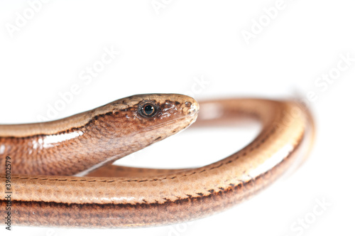 Italian slow worm (Anguis veronensis) juvenile  on white background.