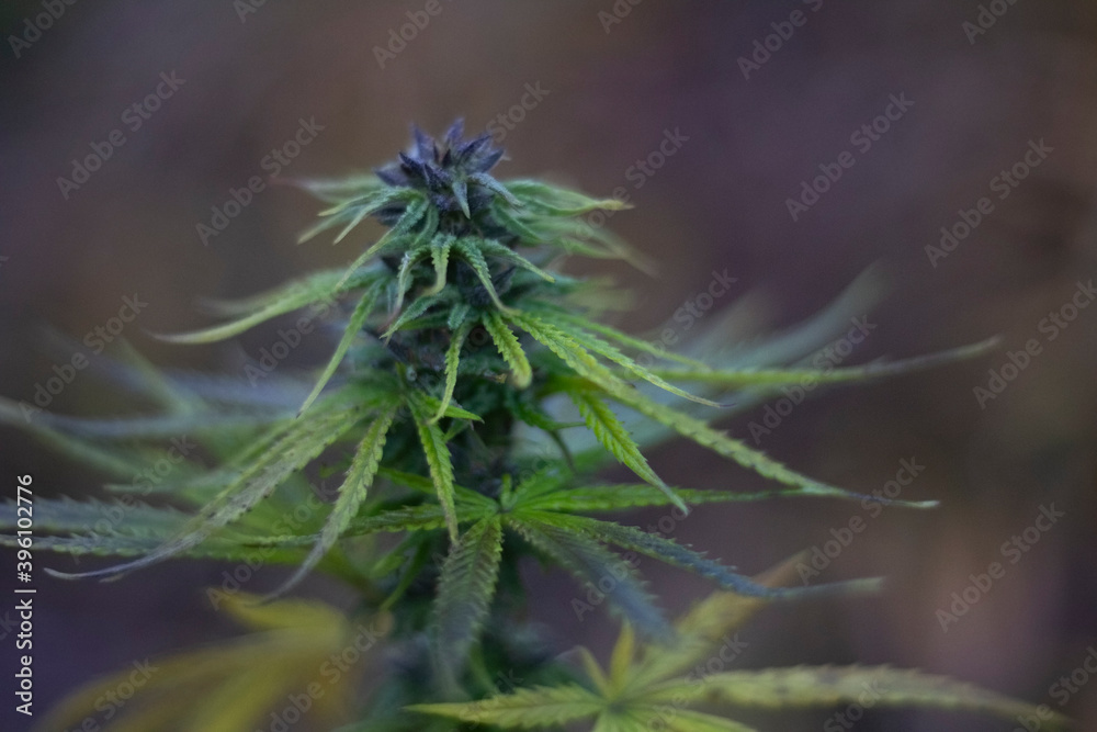 Marijuana grows on the street. Hemp in the wild. Marijuana grows on the street. Hemp in the wild.