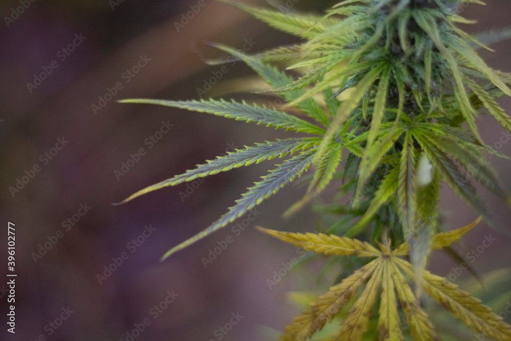 Marijuana grows on the street. Hemp in the wild. Marijuana grows on the street. Hemp in the wild.