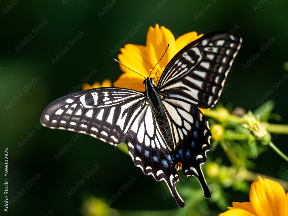 Chinese Yellow Swallowtail feeding from flowers 7 Chinese Yellow Swallowtail feeding from flowers 7