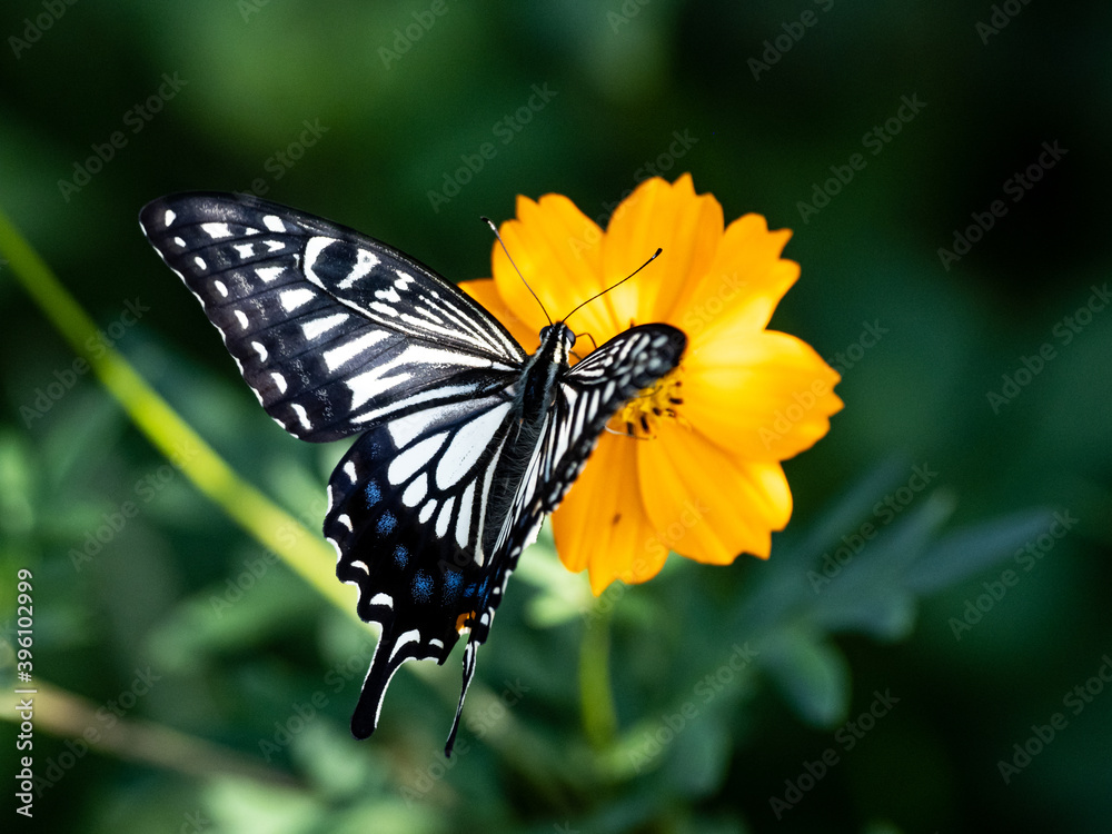 Chinese Yellow Swallowtail feeding from flowers 8 Chinese Yellow Swallowtail feeding from flowers 8