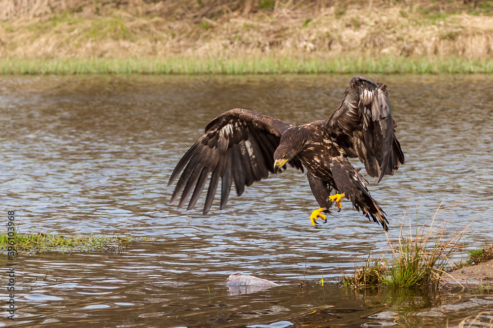 Obraz premium White Tailed Eagle (Haliaeetus albicilla) in flight. Also known as the ern, erne, gray eagle, Eurasian sea eagle and white-tailed sea-eagle. Wings Spread. Poland, Europe. Birds of prey.