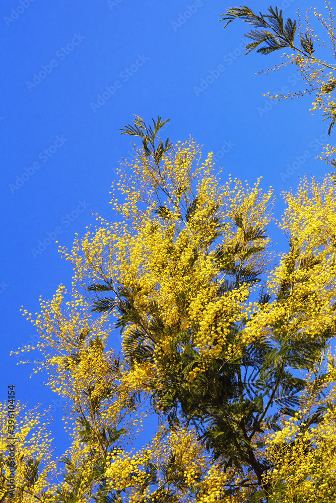 Spring flowers. Acacia dealbata tree in bloom against blue sky on sunny day. Free space for text