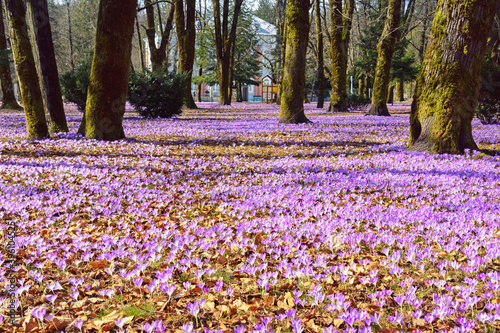 Springtime. Sunny spring day in the town park. Flowering of crocus. Montenegro, Cetinje town