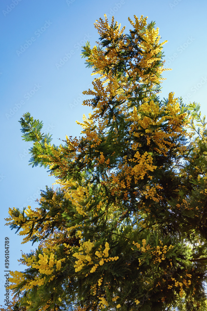 Fototapeta premium Acacia dealbata tree in bloom on sunny spring day