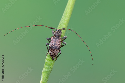 longhorn beetle - Leiopus nebulosus - insects photo