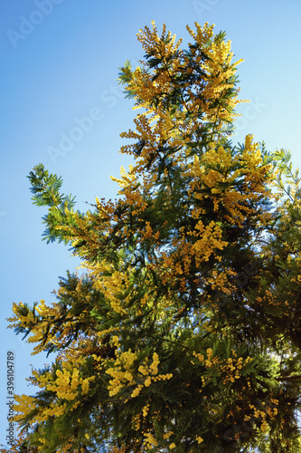 Acacia dealbata tree in bloom on sunny spring day