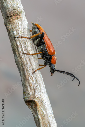 insect - longhorn beetle - Red-brown Longhorn Beetle - Stictoleptura rubra
