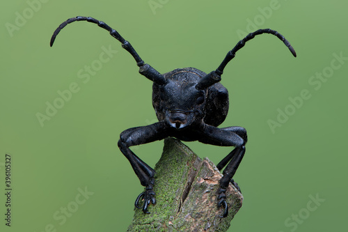 a Weaver beetle - Lamia textor - longhorn beetle © Marek R. Swadzba