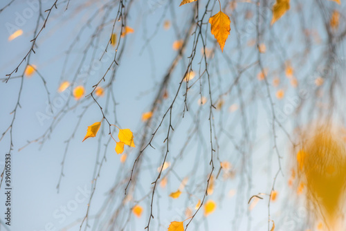 Autumn, yellow leaves. Abstract yellow autumn background. Leaves on the branches in the autumn forest. Abstract yellow autumn background © Artemida