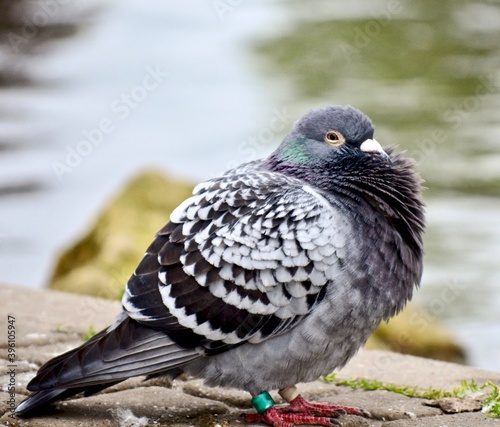 Close up of a fluffed- up Pigeon