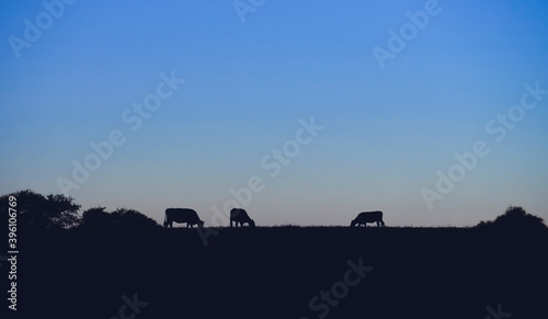  Cows silhouettes grazing, La Pampa, Patagonia, Argentina.