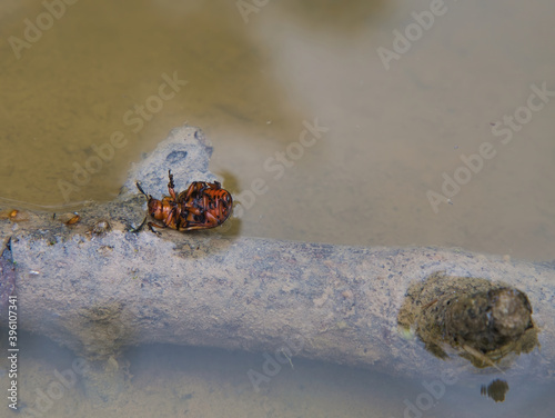 A Colorado potato beetle lies on its back on a sunken branch with its feet pointing upwards in a natural pond at the mercy of the enemy.