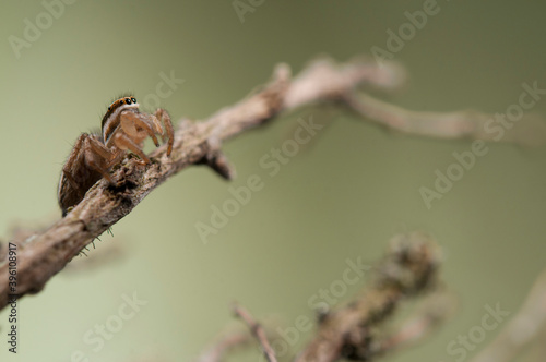 Jumping spider (Phlegra bresnieri), Italy. 
