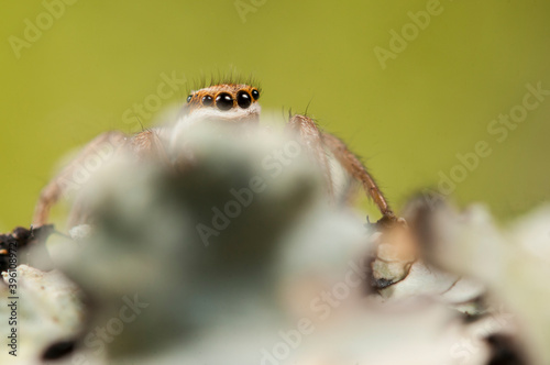 Jumping spider (Phlegra bresnieri), Italy.  © Federico