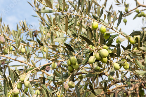 Olive tree, Olea Europaea, with green olives on branches