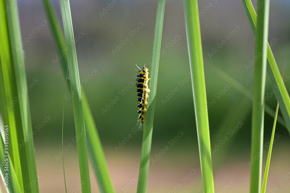 yellow and black caterpillar on a green grass leaf as camouflage on green background yellow and black caterpillar on a green grass leaf as camouflage on green background