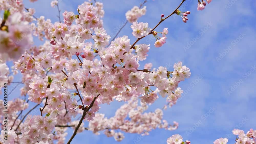 Low-angle shot of bees pollinating cherry blossoms, blue sky and white clouds background Low-angle shot of bees pollinating cherry blossoms, blue sky and white clouds background