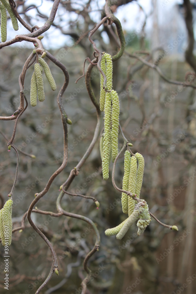 Fototapeta premium curly hazel with catkins