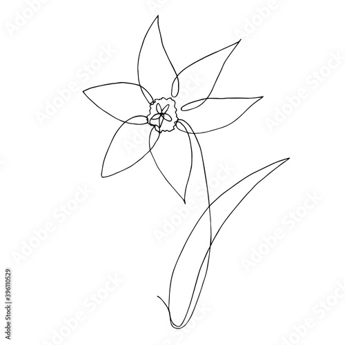 Spring flower narcissus drawn by one line. Vector illustration in line art style isolated on white background