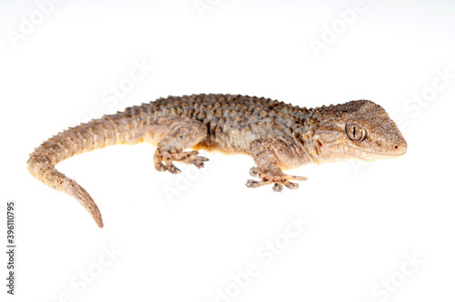 Common wall gecko  Tarentola mauritanica  on white background  Italy.