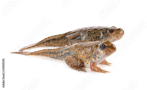 Tadpoles isolated on white.