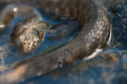 Viperine water snake (Natrix maura) photo
