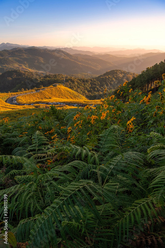 Landscape nature flower Tung Bua Tong