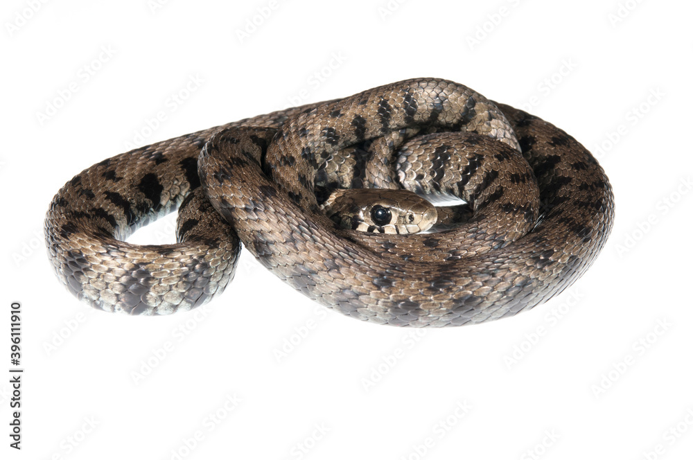 Obraz premium Barred grass snake (Natrix helvetica) on white background, Italy.