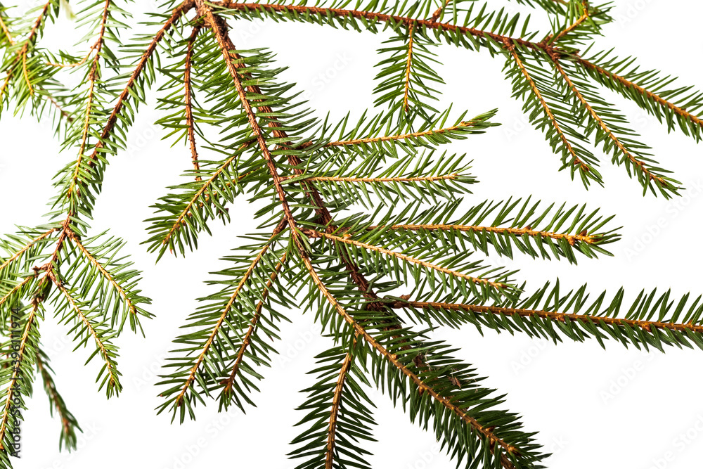 Studio lighting. green branch barely with needles. Close-up. No isolation. Studio lighting. green branch barely with needles. Close-up. No isolation.