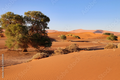 giant red sand dunes in Sossusvlei Namib Desert - Namib-Naukluft National Park, Namibia, Africa