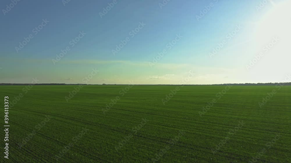 Drone taking off vast green field of planted winter wheat and rye, agriculture Drone taking off vast green field of planted winter wheat and rye, agriculture