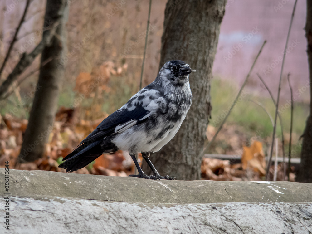 Fototapeta premium Jackdaw of unusual color sits on a heating pipe with food in its beak.