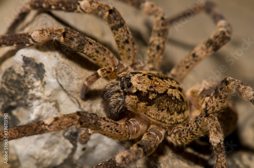 False wolf spider (Zoropsis spinimana) portrait, Italy.