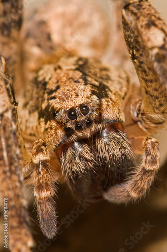 False wolf spider (Zoropsis spinimana) portrait, Italy.