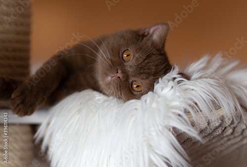 Britisch Kurzhaar Katze Kitten romantisch und edel