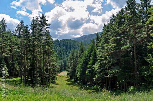 Green forest and flower meadows in Rila Mountain, Bulgaria 