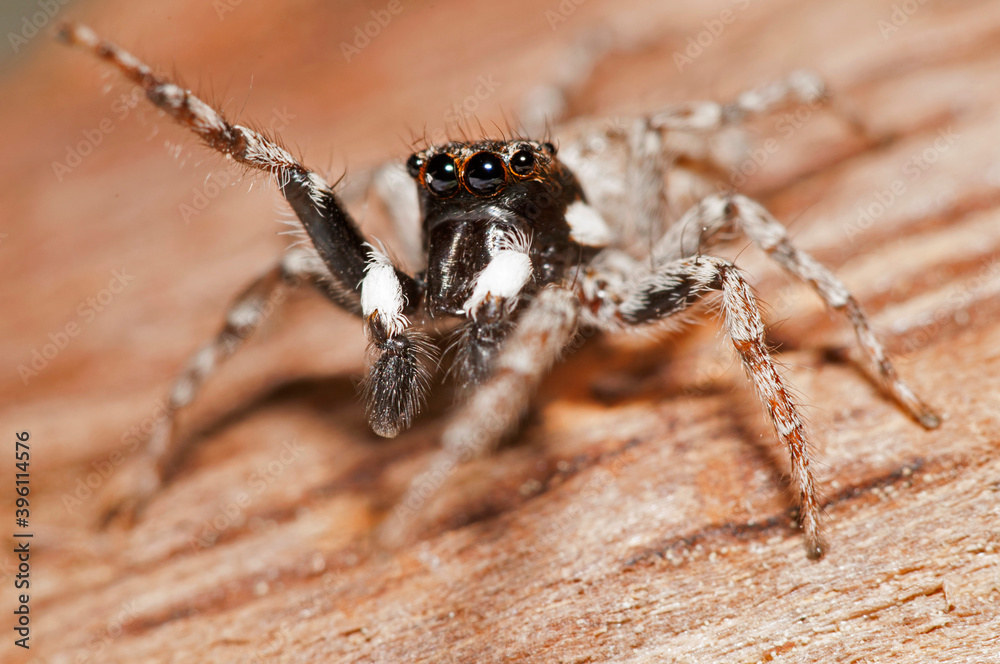 Jumping spider (Menemerus semilimbatus) Jumping spider (Menemerus semilimbatus)