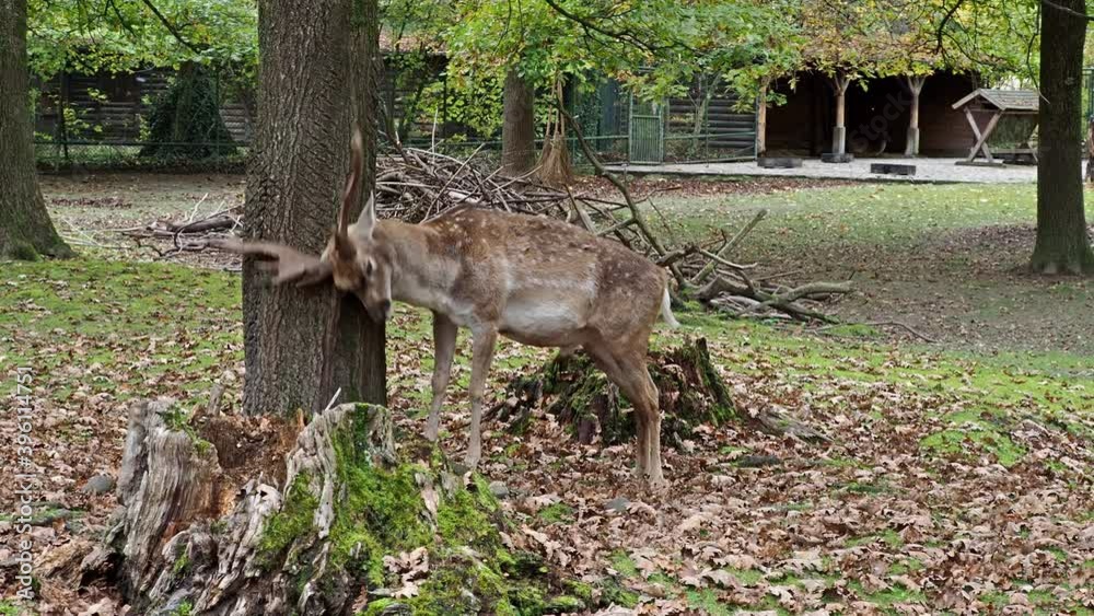 The fallow deer, Dama mesopotamica is a ruminant mammal belonging to the family Cervidae. The fallow deer, Dama mesopotamica is a ruminant mammal belonging to the family Cervidae.