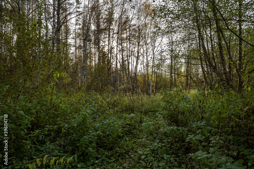 Forest thickets. Summer forest natural background or landscape.