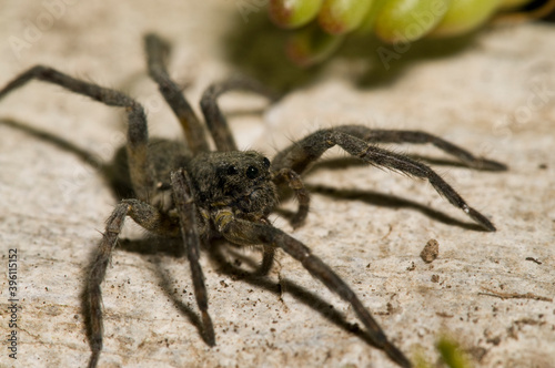Giant alpine spider (Vesubia jugorum), Maritime alps, Italy.