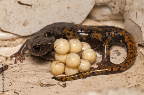 North-west italian cave salamander (Hydromantes strinatii) female with eggs, Liguria, Itasy.