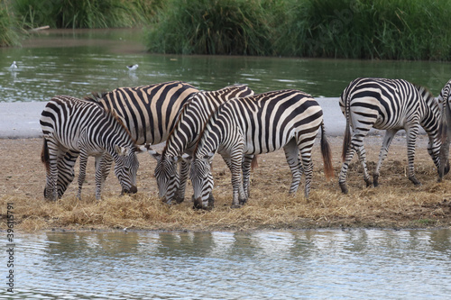 Group burchell zebra in farm at thailand
