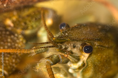 European freshwater crayfish (Austropotamobius pallipes) photo